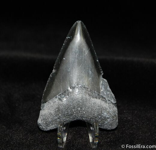 Bone Valley Megalodon Tooth #532